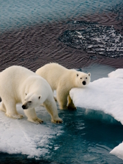 Polar bear population decline due to melting glaciers